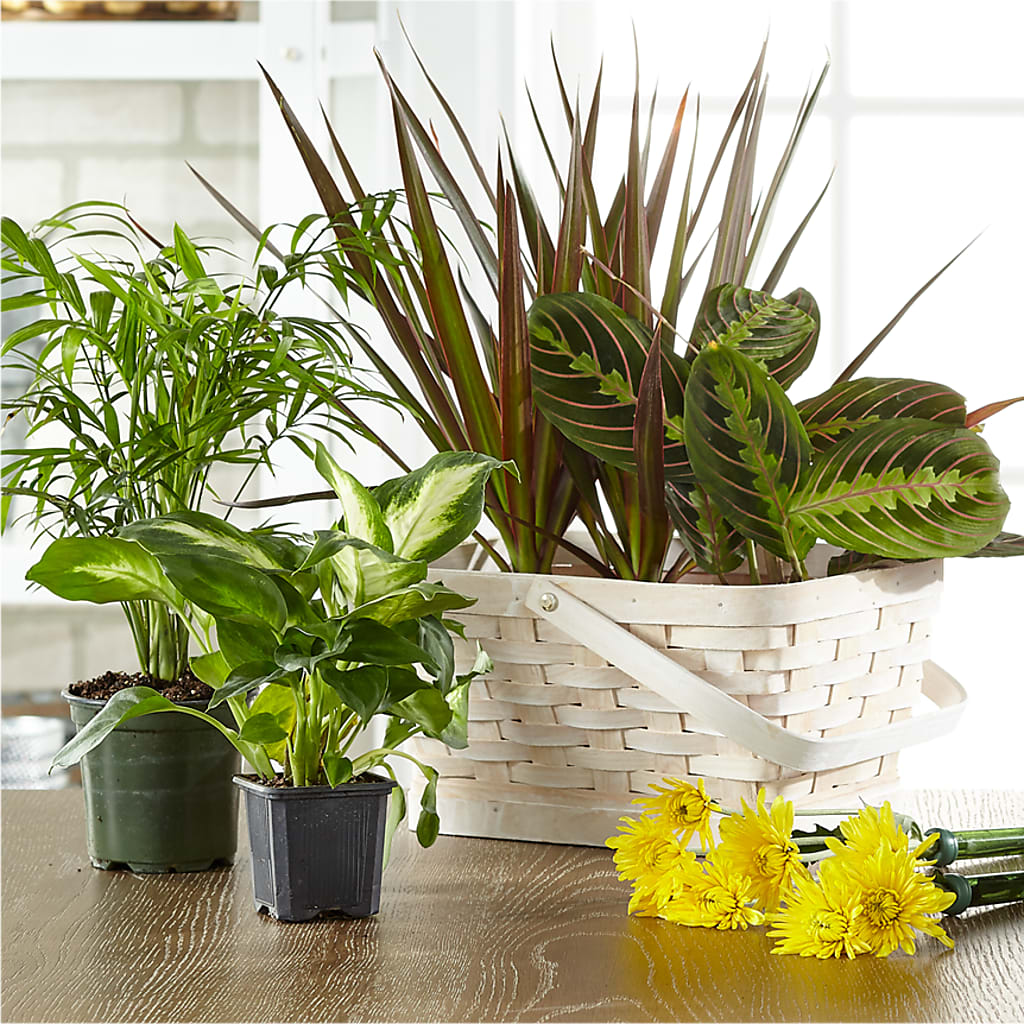 Florist Designed Blooming and Green Plants in a Basket – Lily And Rose, Nashville TN