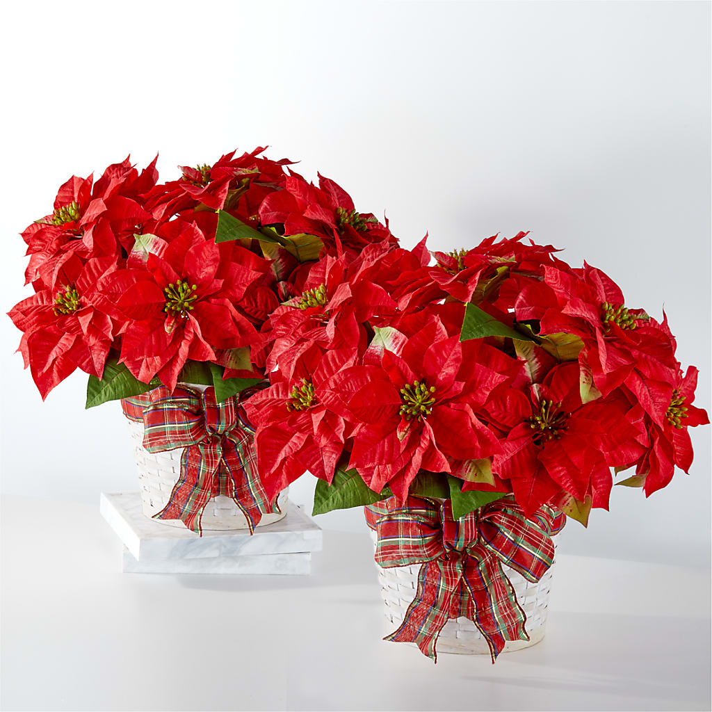 Happiest Holidays Poinsettia Bundle – Lily And Rose, Nashville TN