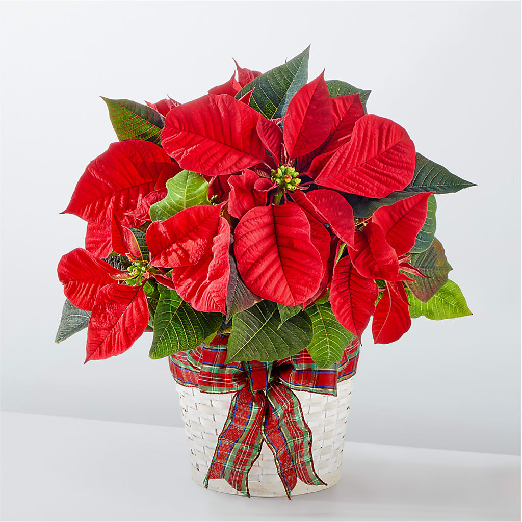 Happiest Holidays Poinsettia – Lily And Rose, Nashville TN