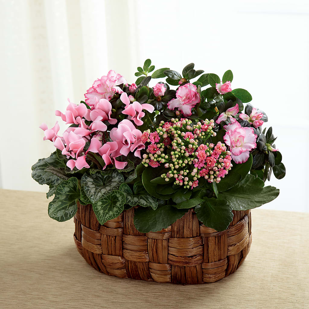 Pink Assortment – Lily And Rose, Nashville TN