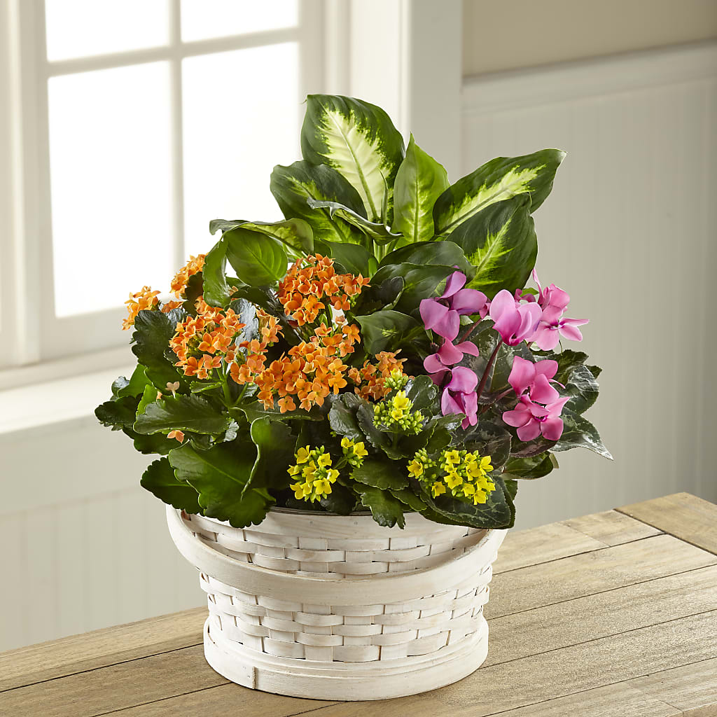 Color Crush Dishgarden – Lily And Rose, Nashville TN