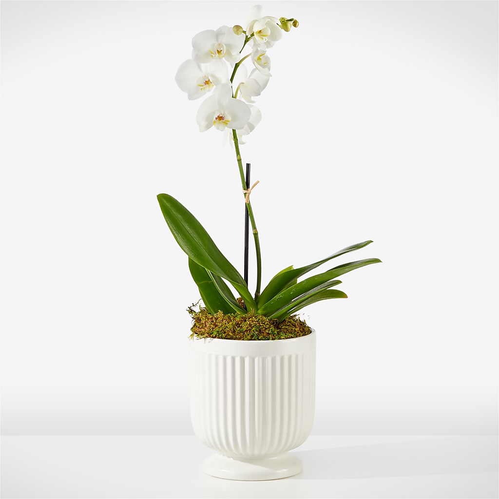 Whispering White Orchid – Lily And Rose, Nashville TN