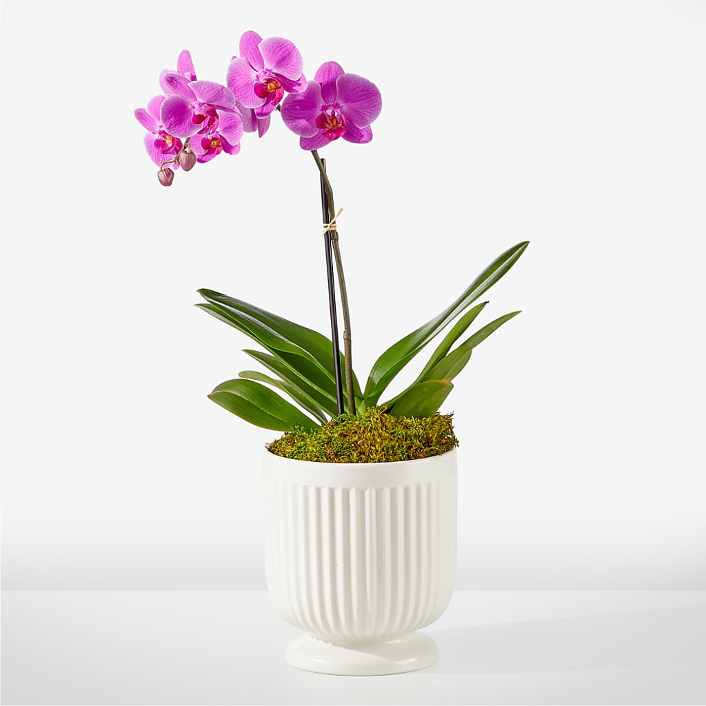 Friendly Fuchsia Orchid – Lily And Rose, Nashville TN