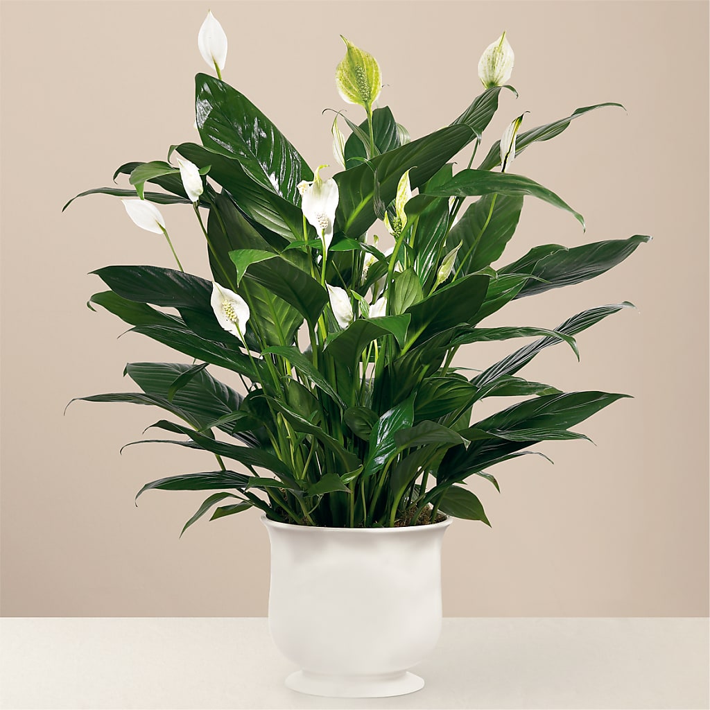Comfort Planter – Lily And Rose, Nashville TN