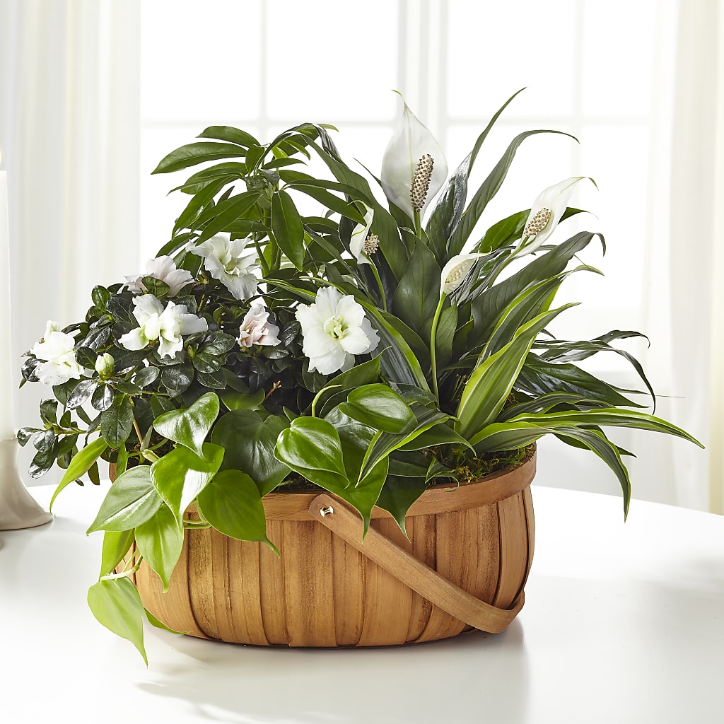 Serene Dishgarden – Lily And Rose, Nashville TN