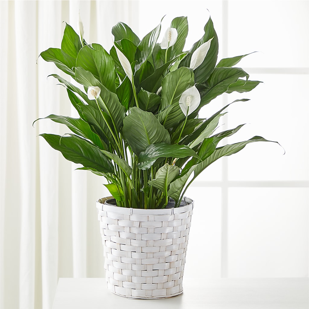 A New Leaf Peace Lily – Lily And Rose, Nashville TN