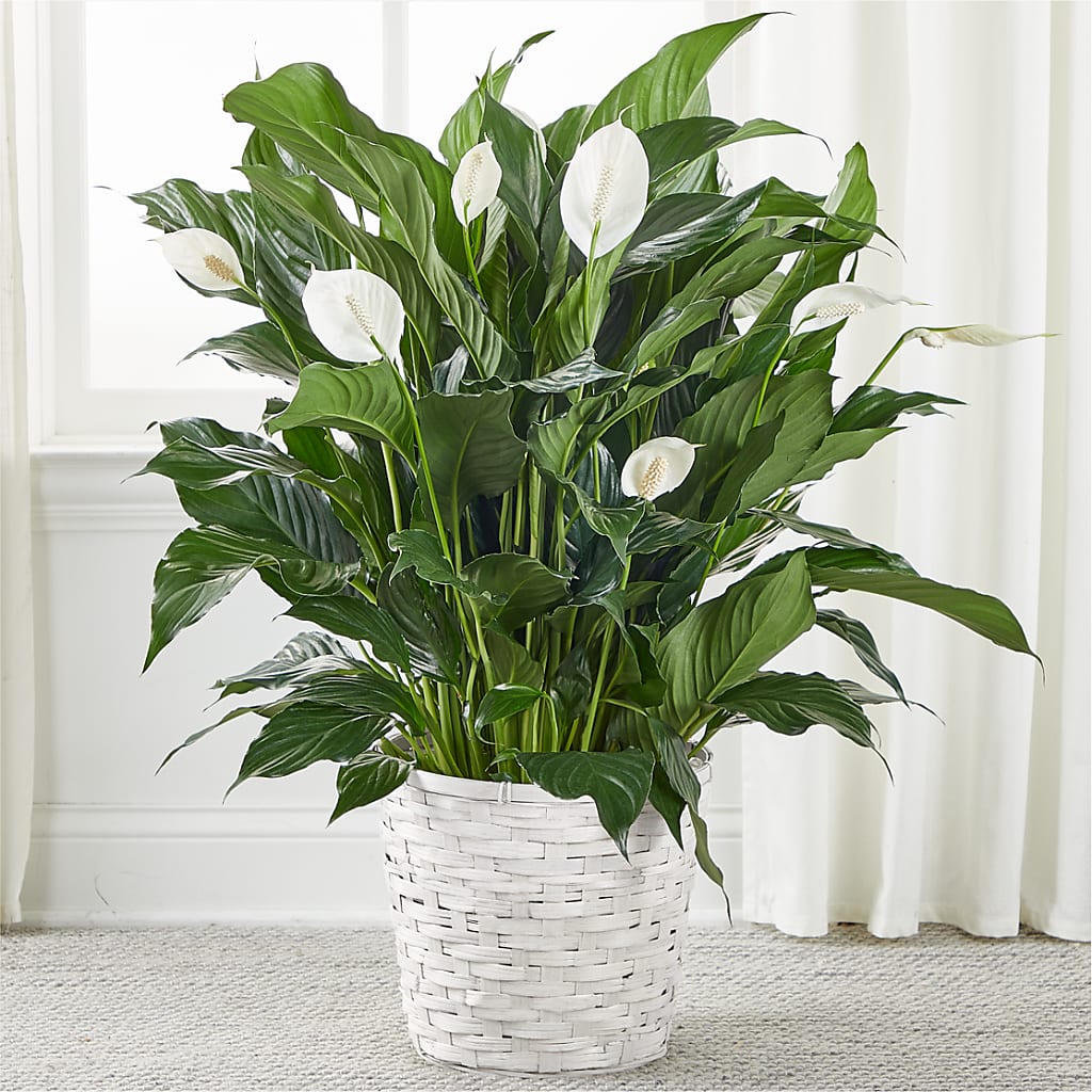 A New Leaf Peace Lily – Lily And Rose, Nashville TN