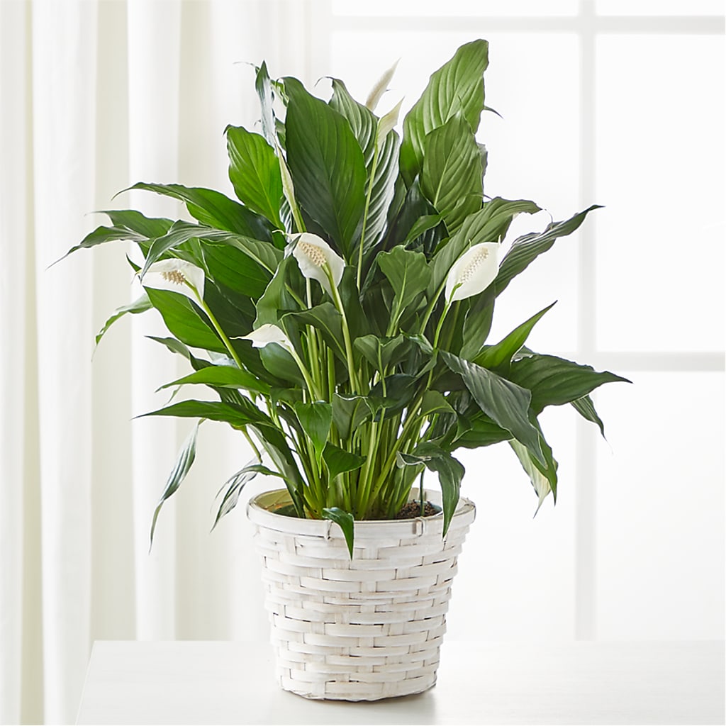A New Leaf Peace Lily – Lily And Rose, Nashville TN