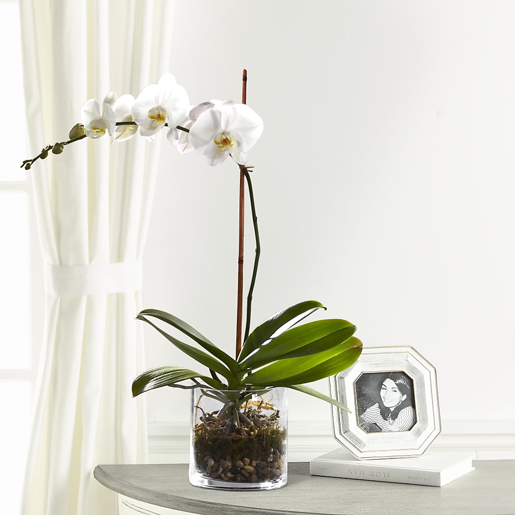 White Orchid Planter – Lily And Rose, Nashville TN