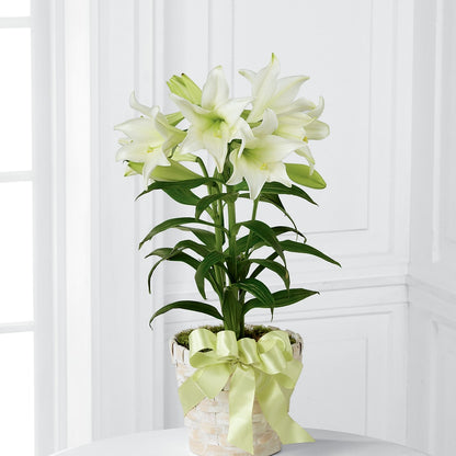 Easter Lily Plant –  Lily And Rose, Nashville TN