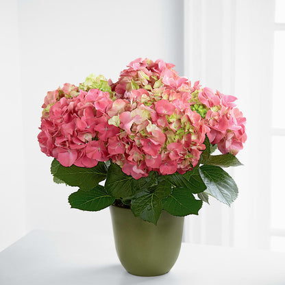Pink Hydrangea Planter –  Lily And Rose, Nashville TN