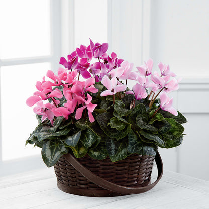 Mixed Cyclamen Planter –  Lily And Rose, Nashville TN