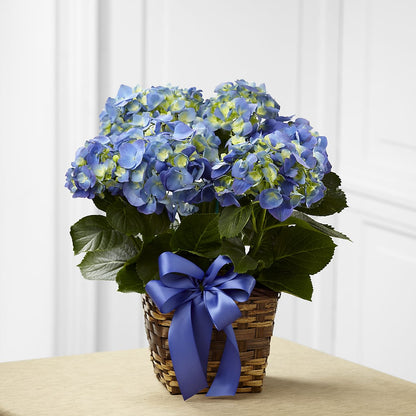 Blue Hydrangea Planter –  Lily And Rose, Nashville TN