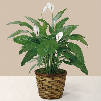 Tranquil Moments Peace Lily Plant –  Lily And Rose, Nashville TN