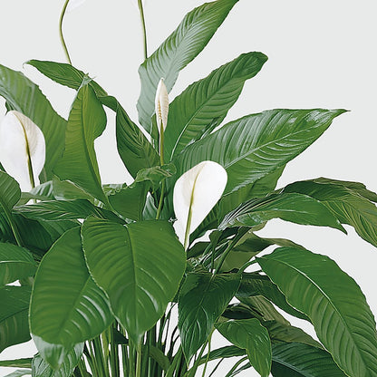 Tranquil Moments Peace Lily Plant –  Lily And Rose, Nashville TN