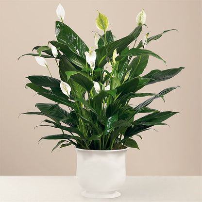 Comfort Planter –  Lily And Rose, Nashville TN