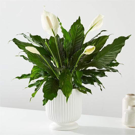 Comfort Planter –  Lily And Rose, Nashville TN