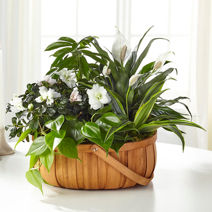 Serene Dishgarden –  Lily And Rose, Nashville TN