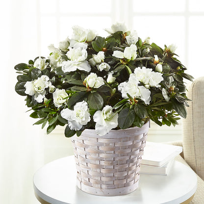 White Azalea Plant –  Lily And Rose, Nashville TN