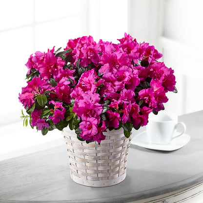Hope & Serenity Azalea Plant –  Lily And Rose, Nashville TN