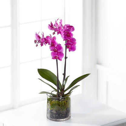 Pink Orchid Plant –  Lily And Rose, Nashville TN
