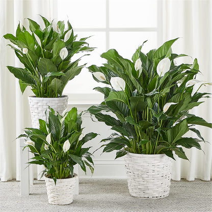 A New Leaf Peace Lily –  Lily And Rose, Nashville TN