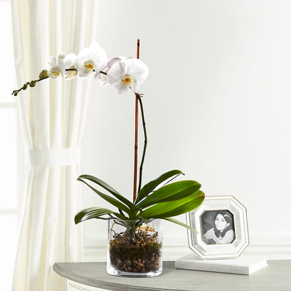 White Orchid Planter –  Lily And Rose, Nashville TN